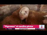 Conoce a 'Pigcasso', el cerdito que se ha convertido en pintor | Noticias con Yuriria Sierra