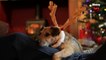 Here's how much millennials will spend on their pets this holiday season