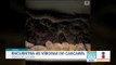 Encuentran 45 serpientes de cascabel debajo de una casa | Noticias con Francisco Zea