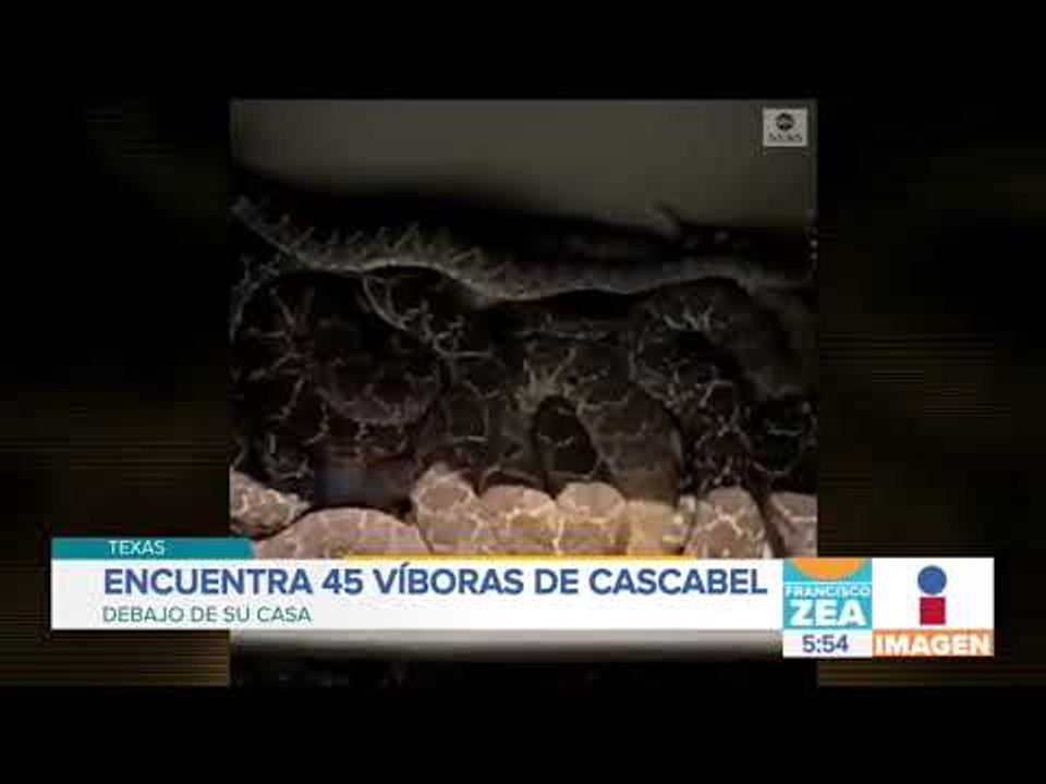 Encuentran 45 serpientes de cascabel debajo de una casa | Noticias con Francisco Zea