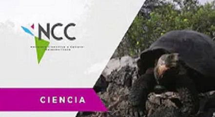 Criadero de tortugas gigantes en Galápagos