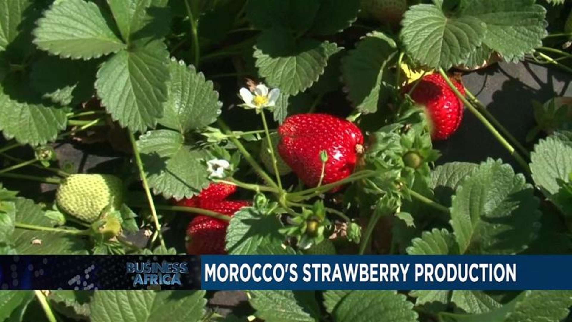 ⁣Morocco's strawberry production [Business Africa]