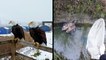 Bald-Eagle Chillin' & Rescued From Canal