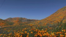 Flower-crazed Tourists and Instagrammers Cause ‘Super Bloom Apocalypse’ in California