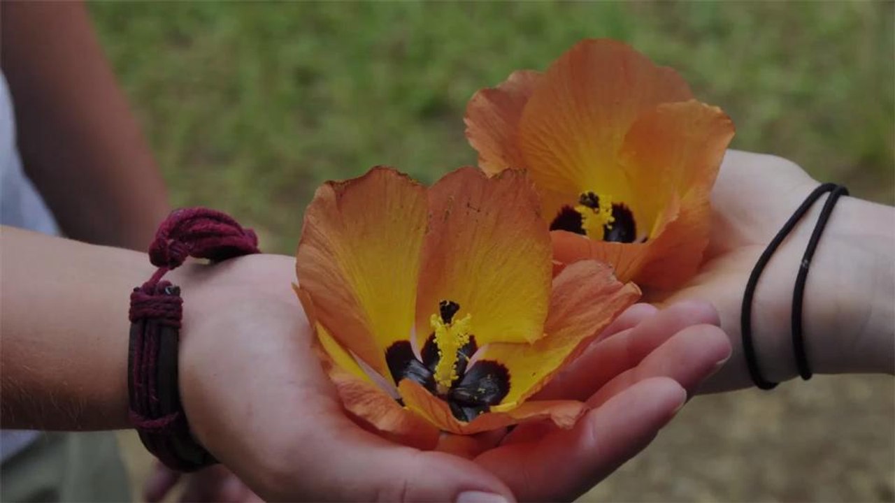 10 Basic Hawaiian Words and Phrases for Your Trip to the Aloha State