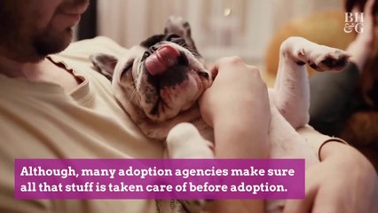 The Annual Cost of a Puppy Is More Than the National Average for Two Months’ Rent