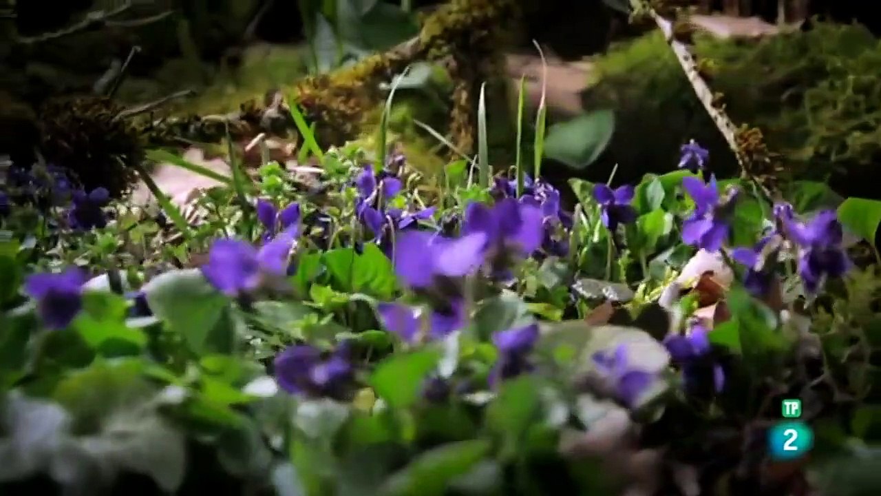 EL PODER DE LAS PLANTAS - GRANDES DOCUMENTALES