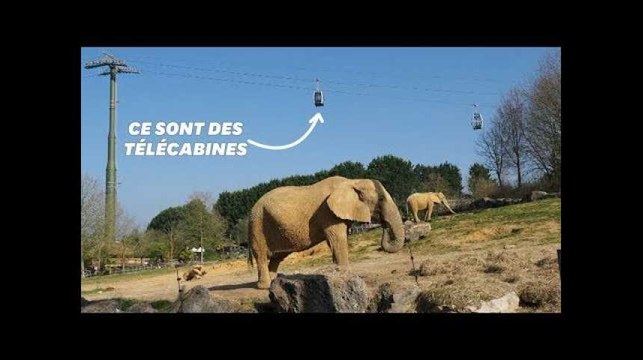 Au zoo de Beauval, la visite pourra désormais se faire dans les airs
