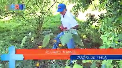 Frutas exóticas al alcance de los guatuseños