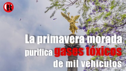 La primavera morada purifica gases tóxicos de mil vehículos