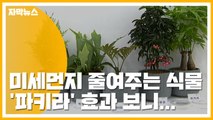 [자막뉴스] 미세먼지 줄여주는 식물 '파키라' 효과 보니... / YTN