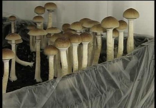 Setas mágicas, ketamina y spice, las drogas 'emergentes' preferidas por los jóvenes