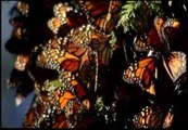 Millones de mariposas llegan a las montañas de Michoacán (México)  durante su migración