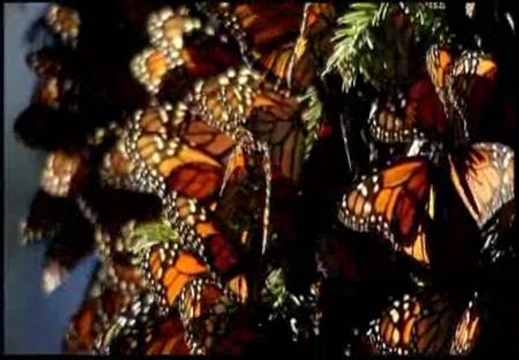 Millones de mariposas llegan a las montañas de Michoacán (México)  durante su migración