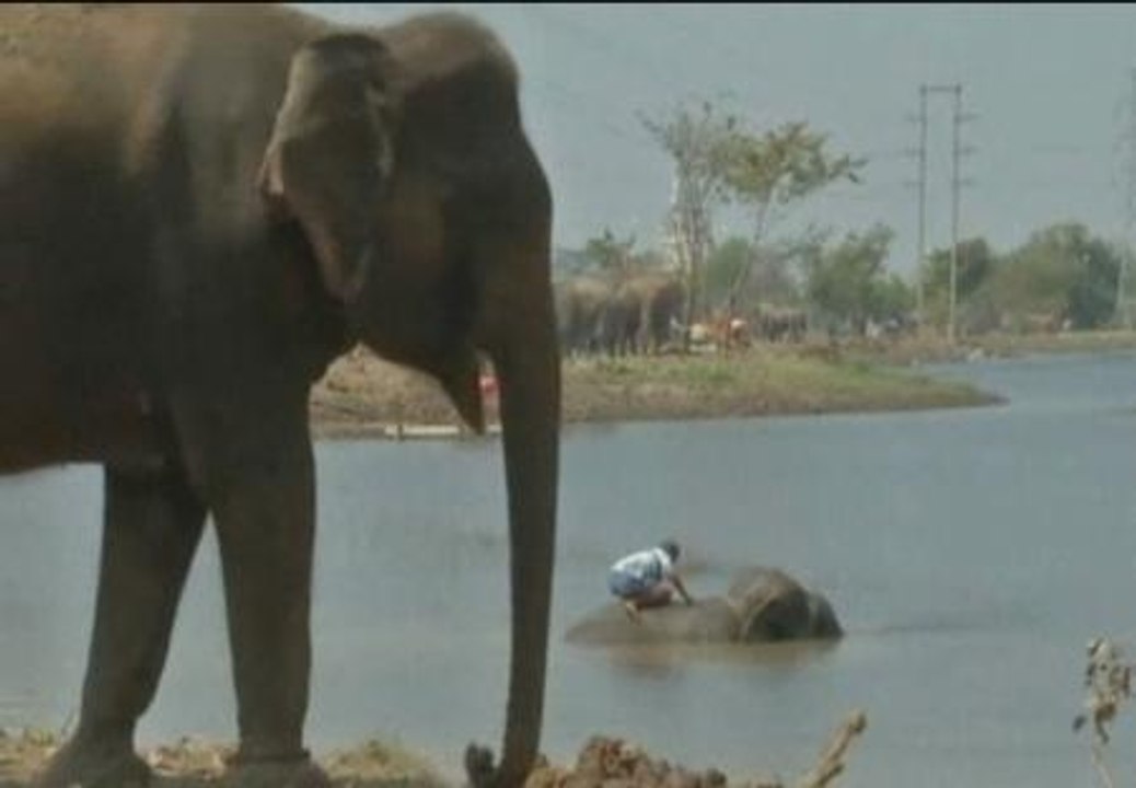 Las inundaciones en Tailandia ponen en peligro la supervivencia de los elefantes
