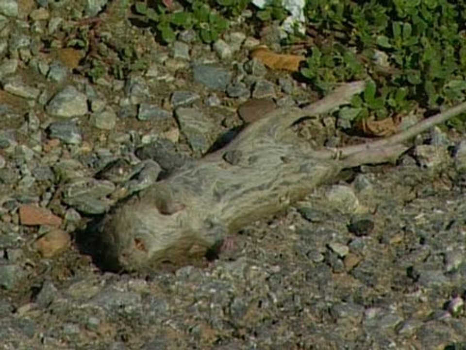 Una rata muerde a un bebé en Badajoz