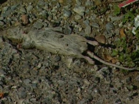 Ratas y casas abandonadas en Badajoz