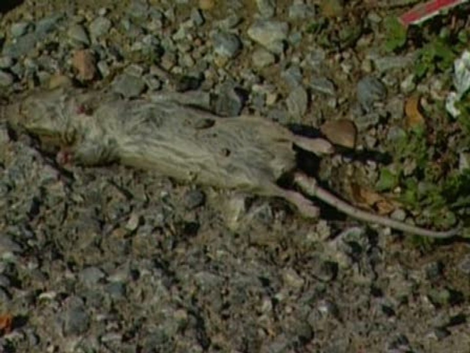 Ratas y casas abandonadas en Badajoz