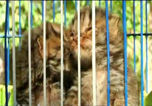 Dos crías de gato leopardo, supervivientes a las inundaciones en Camboya