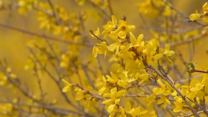 날씨 심술 뚫고 일찍 온 봄꽃...이번 주 절정 / YTN