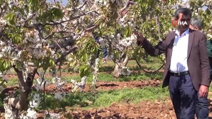Kuzey Yarım Kürenin İlk Kirazı 15 Gün Sonra Sofralarda
