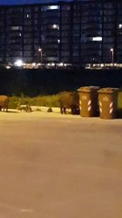 Bari: i cinghiali non si fermano davanti ai bidoni chiusi "sanno come scassinarli"