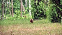 Thai villagers helped stray dog who endured three days with plastic bottle stuck on head