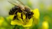 Les abeilles, officiellement en voie de disparition