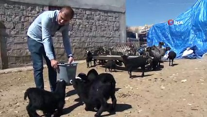 Kokusuz koyun etine yoğun ilgi