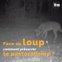 Face au loup comment préserver le pastoralisme