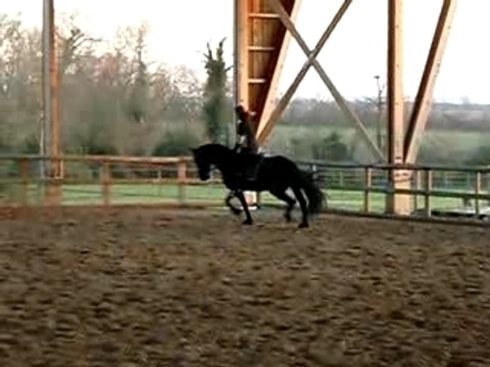 frison 1