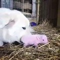 Ce que ce chien fait pour un bébé cochon va vous émouvoir. Trop cute !