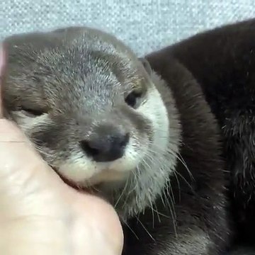 Regardez la réaction de ce bébé loutre quand on le caresse. Adorable !