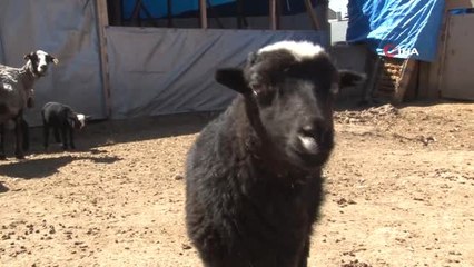 Kokusuz Koyun Etine Yoğun İlgi