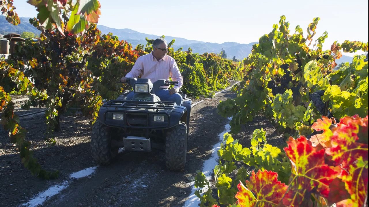 Alexander Valley Vineyards - Vineyard Wedding Venues