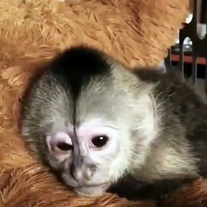 Lorsqu'un bébé singe est fatigué, voici ce que ça donne ! Trop drôle !