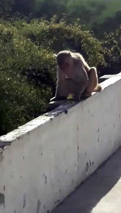 Awesome Monkey Scene