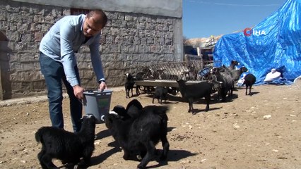 Rusya'dan Getirildi, Sivas'ta Yetiştirilen Kokusuz Koyun Etine Yoğun İlgi