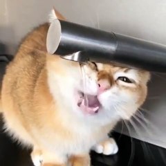 Ce chat a une curieuse manière de boire. Essayez de ne pas rire !