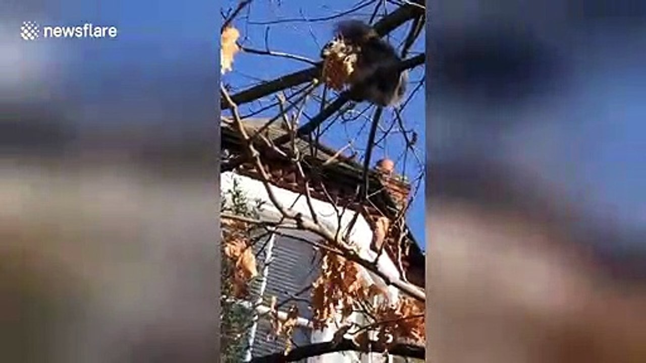 Squirrel 'screams in ecstasy' when eating waffle up a London tree