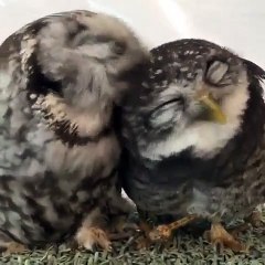 Ce que fait ce couple de chouettes va vous surprendre. Adorable !
