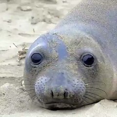 Ce bébé phoque parle avec vous. Essayez de ne pas rire !
