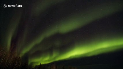 Northern lights dance under a Canadian starry sky
