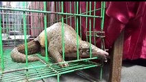 Indonesia police expose endangered animal smuggling syndicate