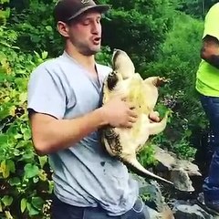 Ce que cette tortue va faire à cet homme va vous choquer !