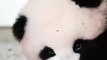 Un magnifique panda réclame des caresses. Adorable !