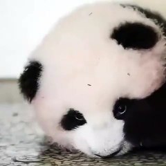 Un magnifique panda réclame des caresses. Adorable !