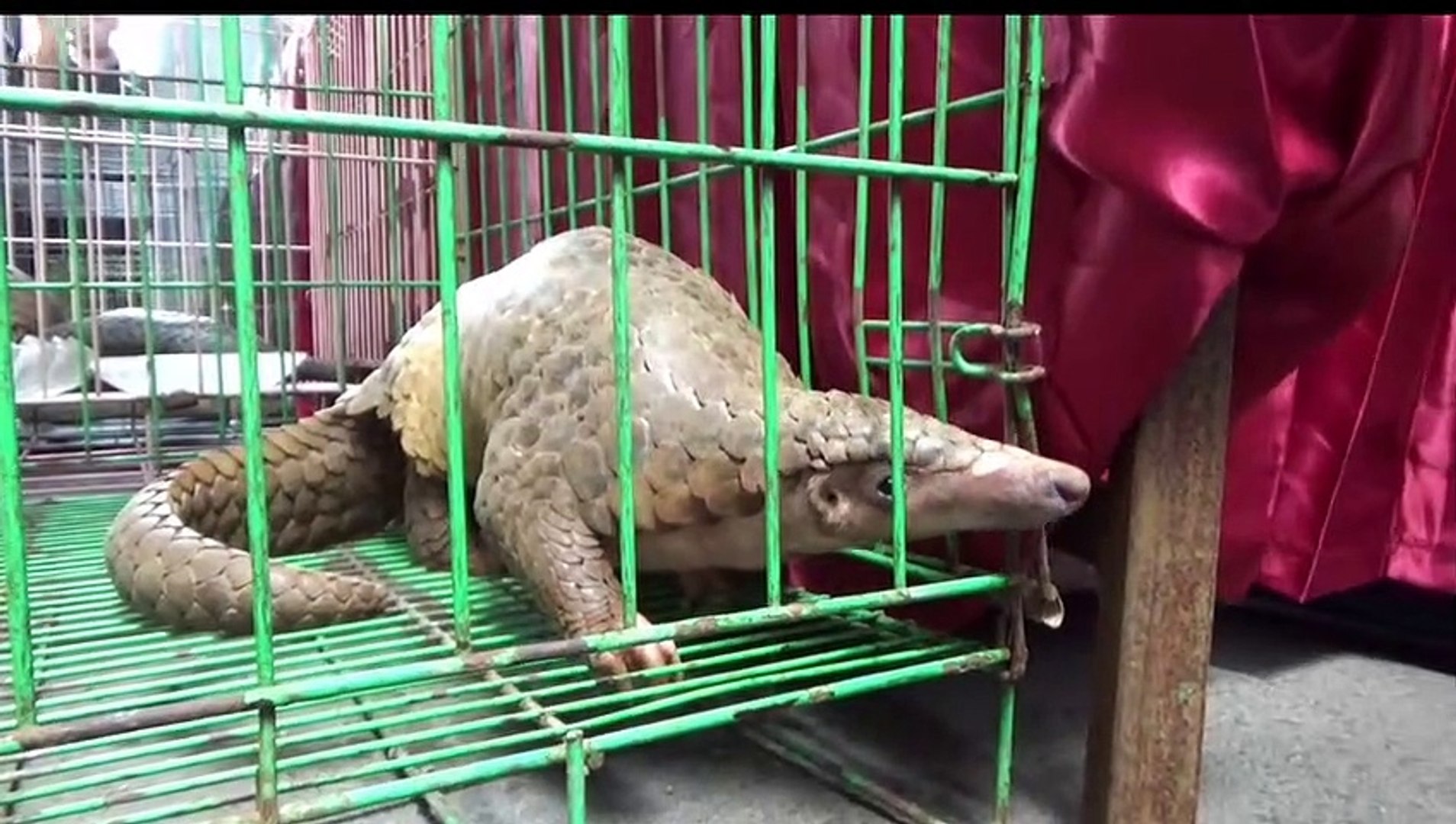 ⁣Java police expose endangered animal smuggling syndicate
