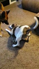 Deployed soldier sends his rescue dogs his old t-shirt so they remember him