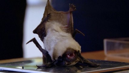 En Biélorussie, des chauves-souris hibernent dans un frigo